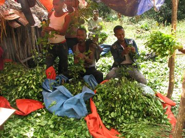 Les branches de qat sont soigneusement triées pour ne conserver que les jeunes feuilles (Ouest de l'Éthiopie).