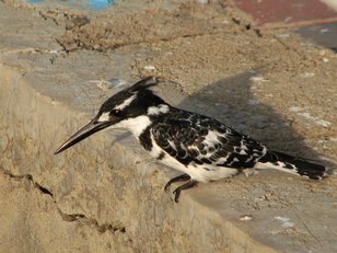 Martin-pêcheur pie (Ceryle rudis), commun en Afrique.