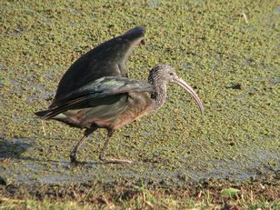 Ibis falcinelle (Plegadis falcinellus) sur le Lac Ziway