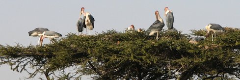 Les marabouts (Leptoptilos crumenifer) nichent sur les acacias.