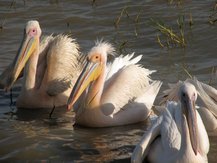 Groupe de pélicans blancs (Pelecanus onocrotalus) sur le Lac Ziway