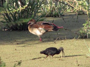 Il y a beaucoup d'autres espèces d'oiseaux, sédentaires ou migrateurs.