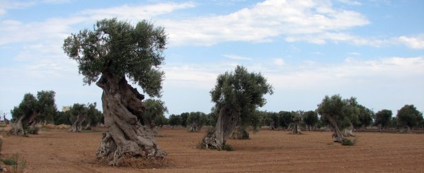 Oliviers dans la campagne près de Monopoli