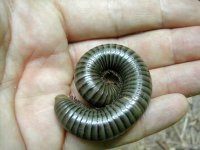 Mille-pattes (Savo)