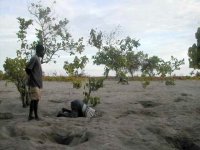 À la recherche des œufs de mégapode (savo)
