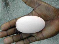 Un oeuf de mégapode, source importante de protéines (Savo)