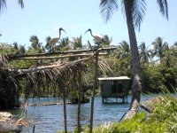 Ibis de Rennell (Rennell Island)