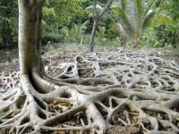 Racines de ficus sur le corail fossile (Rennell Island)