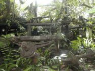 Vestiges de la 2ème Guerre Mondiale à Munda (Western Province)