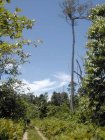 Dans la brousse près de Munda (Western Province)