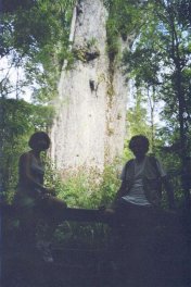Un kauri de bonne taille Un kauri de bonne taille