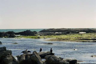 Kaikoura : côte rocheuse et grandes algues Kaikoura : côte rocheuse
