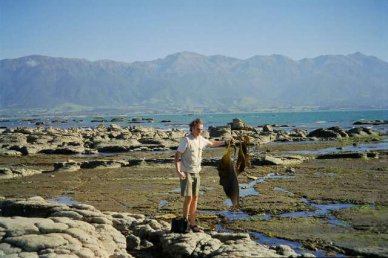 Kaikoura à marée basse Kaikoura