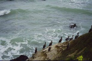 Oamaru (cormorans) Oamaru (cormorans)