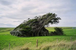 Macrocarpa (vent calme) Macrocarpa (vent calme)