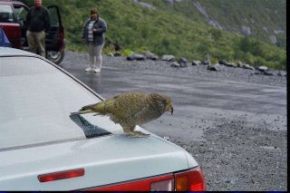 Un kea (Nestor notabilis) Un kea