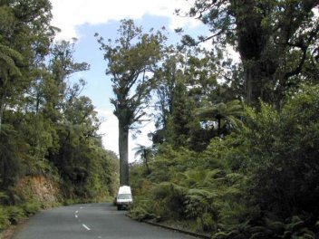 Quelques kauris le long de la route Quelques kauris