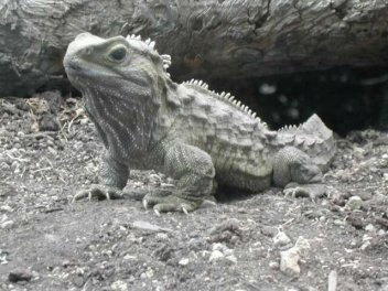 Henry le Tuatara (Sphenodon punctuatus) ; Henry a 120 ans Henry le Tuatara