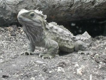 Henry le Tuatara