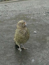 Le kea (Nestor notabilis) Le kea