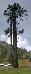 Un très grand conifère Un très grand conifère