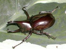 Gros coléoptère (dynaste) Gros coléoptère (dynaste)