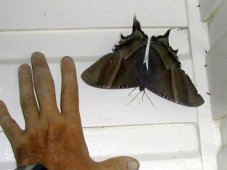 Gros papillon Gros papillon