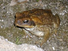 Gros crapaud (Cane Toad)