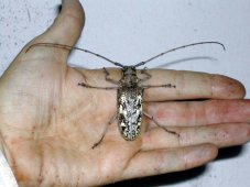 Gros coléoptère (longicorne) Gros coléoptère (longicorne)
