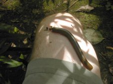Mille-pattes Mille-pattes