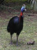 Casoar (au zoo de Lae) Casoar (au zoo de Lae)