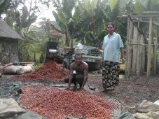 Séchage du café à Goroka Séchage du café à Goroka