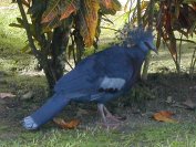 Un goura aprivoisé à la Guest House (probablement Goura victoria)