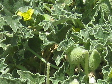 Ecballium elaterium en Algérie