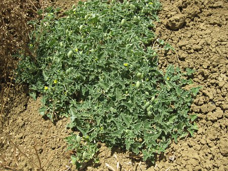 concombre d'�ne Alg�rie 01