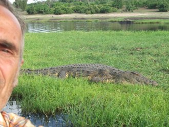 Crocodile dans le Parc de Chobe
