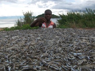 Séchage du poisson à Likoma