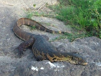 Varan du Nil sur la berge de la rivière Chobe