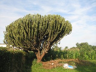 Euphorbe au Burundi