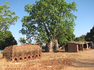 Four à briques et baobab à Cobué