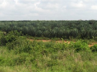 Plantes de sisal