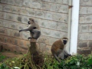 Singes (vervets) quelque part au sud-est du Kenya