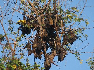 Renards volants à Kigoma