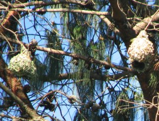 Nids de tisserins au Mbabane Lodge