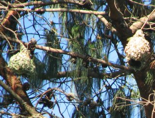 Nids de tisserins au Mbabane Lodge