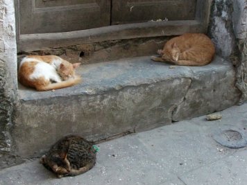 Chats dans Stone Town