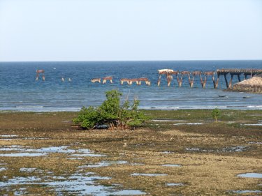 Mangrove à Tanga