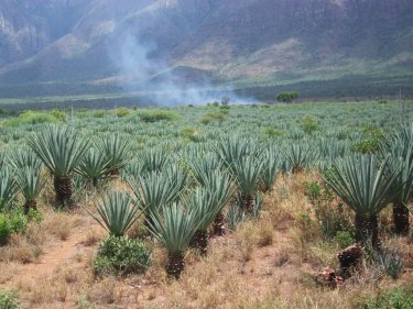 Plantation de sisal dans l'est de la Tanzanie