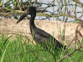 Cigogne à bec entrouvert