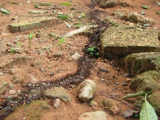 Déménagement de fourmis